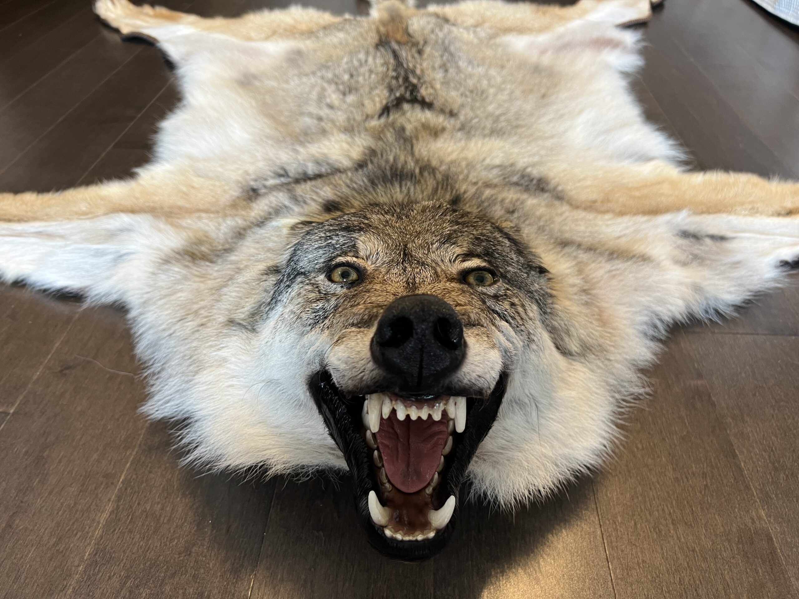Things To Be Considered While Choosing a Taxidermist
