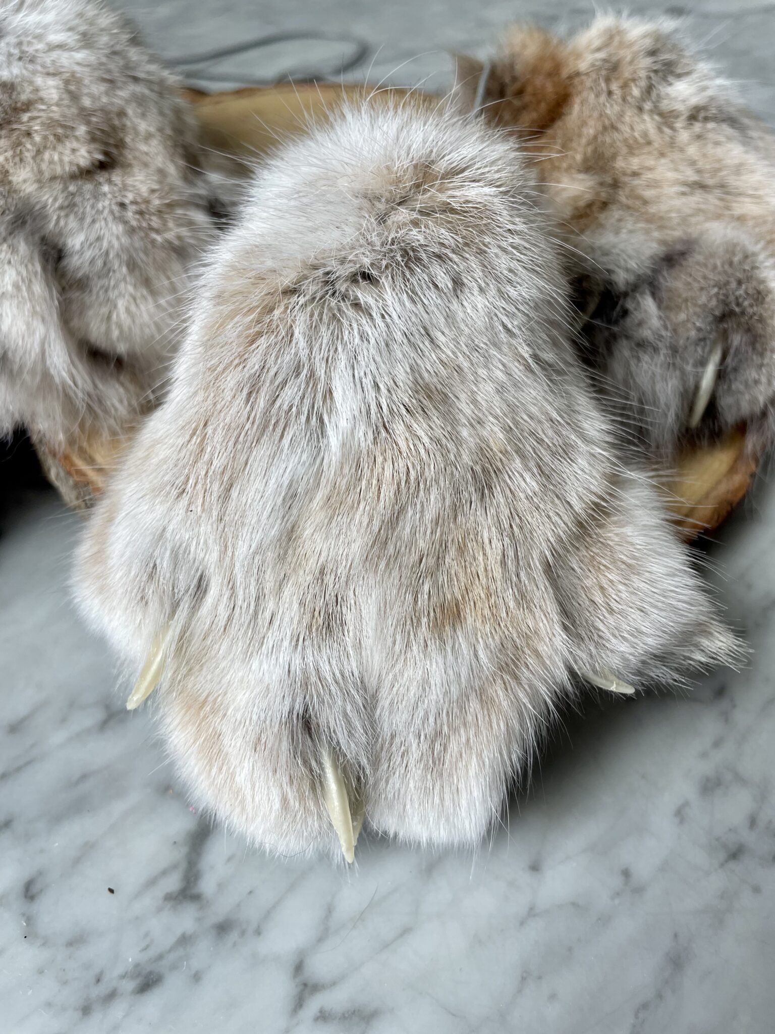 Real Lynx Paws for Sale - Shaman Amulets Store