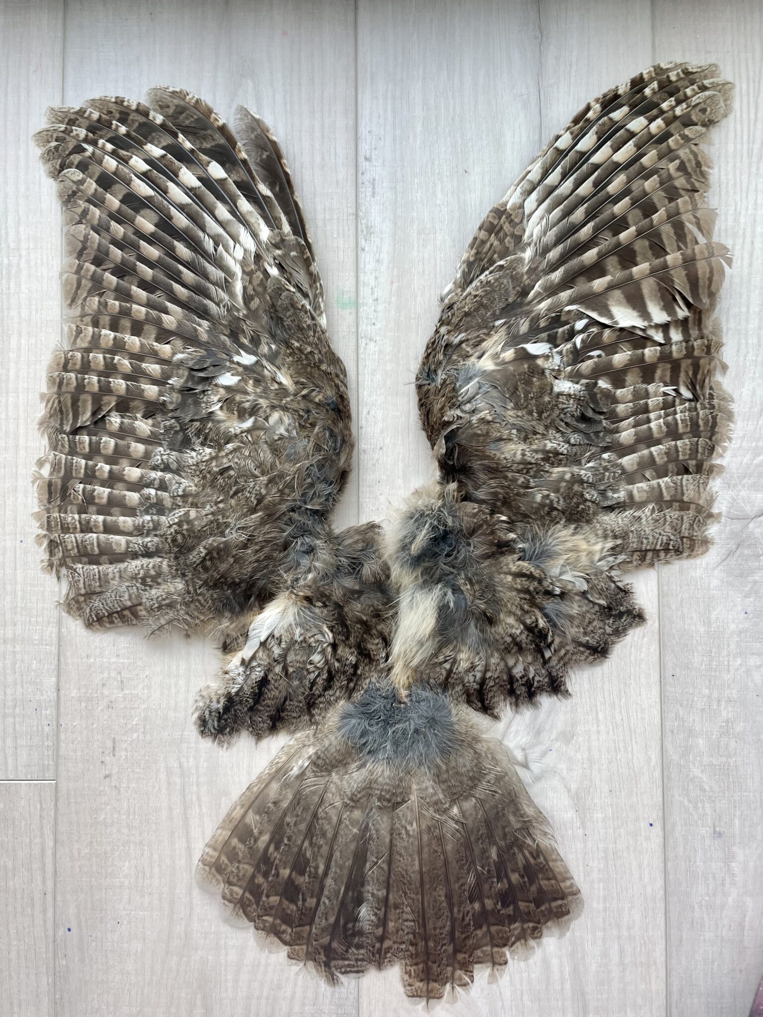 Tawny Owl Complete with Wings and Tail for Sale - Shaman Amulets Store