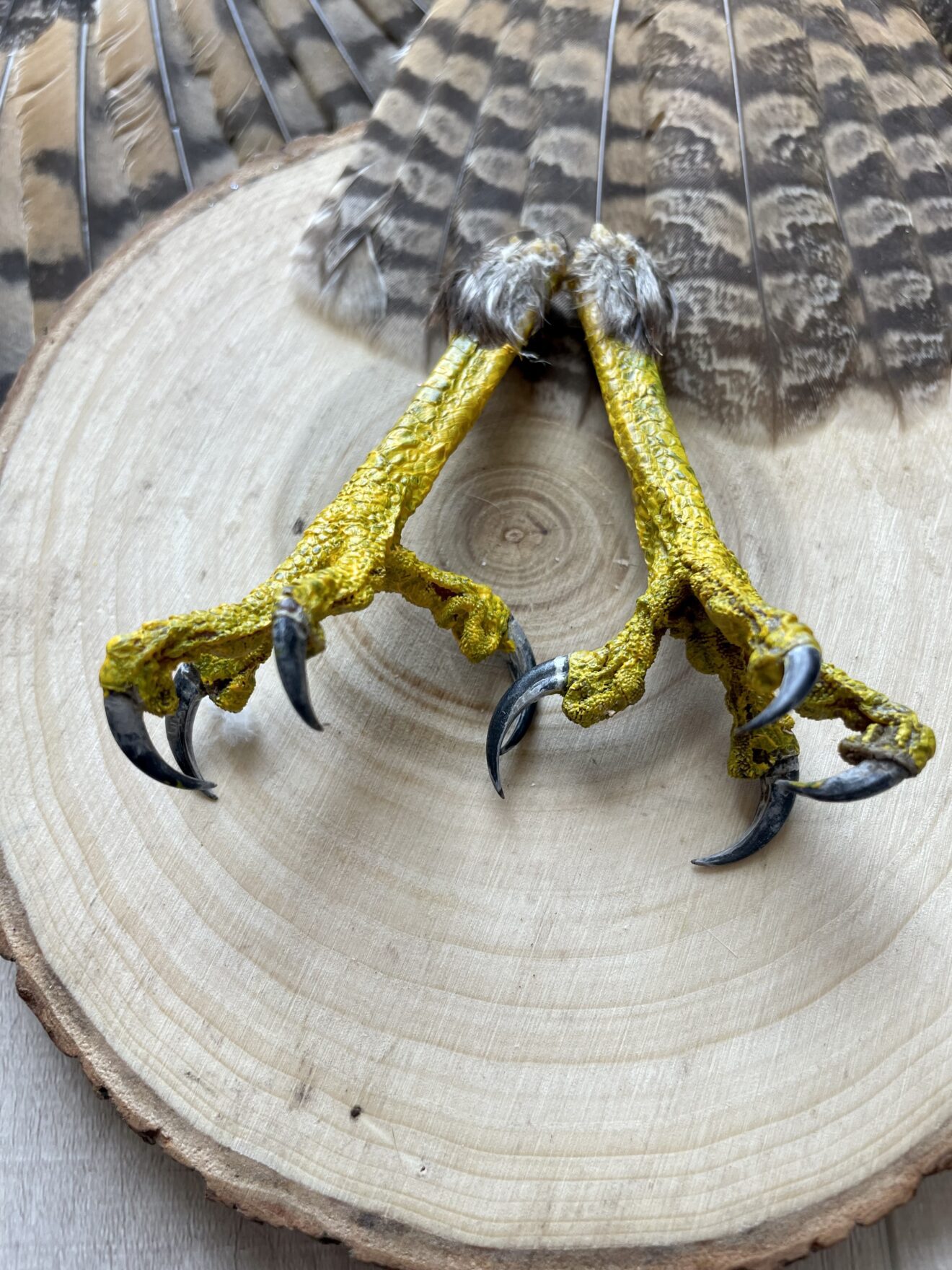 Augur Buzzard Paws for Sale - Shaman Amulets Store