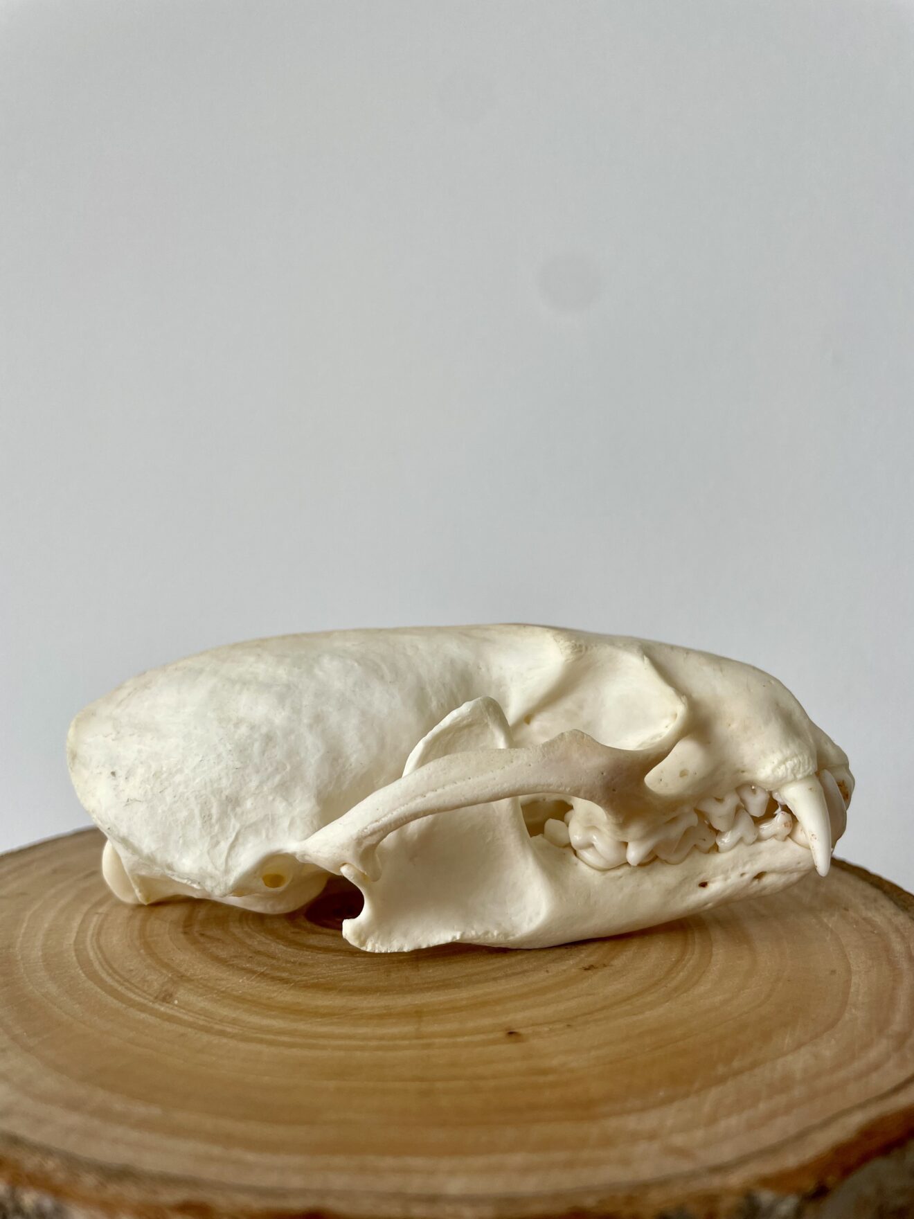 Real River Otter Skull for Sale - Shaman Amulets Store